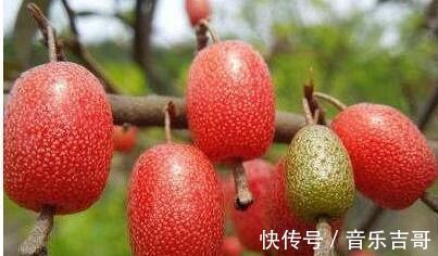 营养物质|爱吃的人最长寿,要多吃3种食物,抗疲劳,延缓衰老,早吃早好