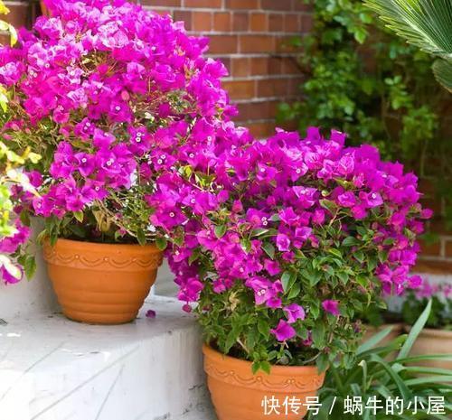 5种花真皮实,30天不浇水照样枝繁叶茂,绽放层叠群花!