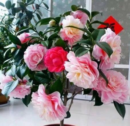 花色艳、花量大的4种花,花姿妖娆,四季繁花似锦,姿色艳丽