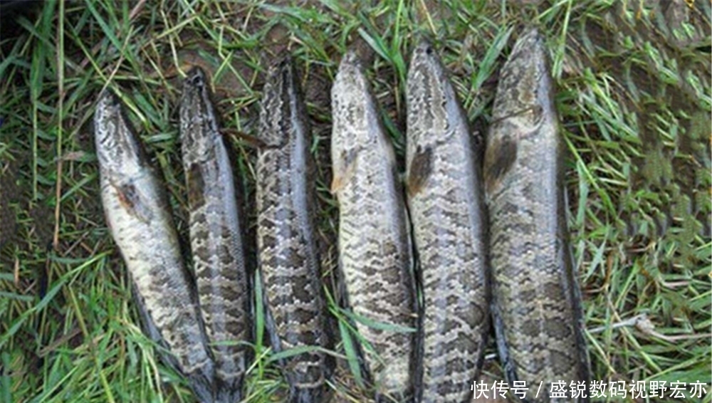 小黑鱼|梅雨季节钓黑鱼,用对了方法,比拉白条还容易!