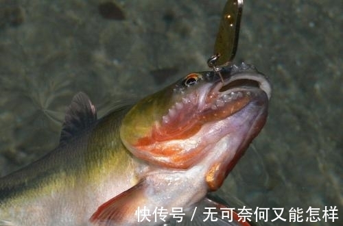 为什么鱼喜欢吃蚯蚓?蚯蚓不生活在水中,为何能让鱼如此着迷?