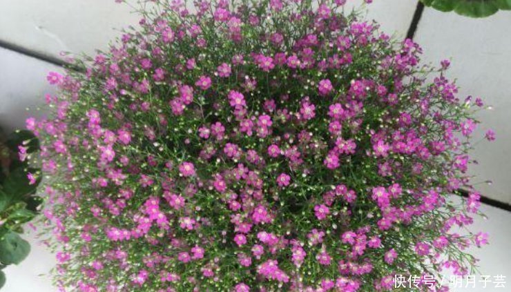 4种花是“开花大户”，家里养两盆，四季有花赏，漂亮又好养