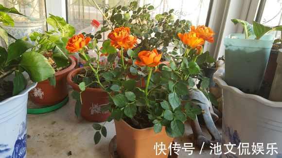 萌新别再用过期的啤酒浇月季了，浇1盆死1盆，只有用对方法才爆盆