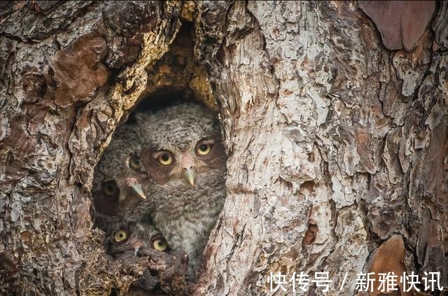 |搞笑野生动物摄影奖：从2015到2021年最全照片，看完只剩哈哈了