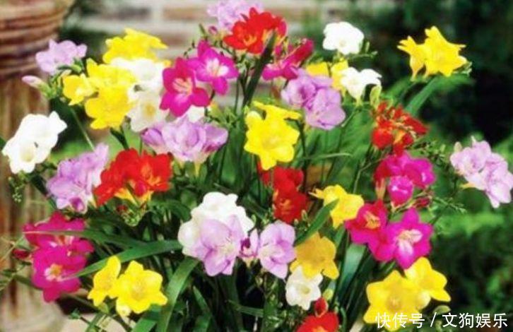 4种女神花养家里,名字好听,花更美,开花漂亮上档次!