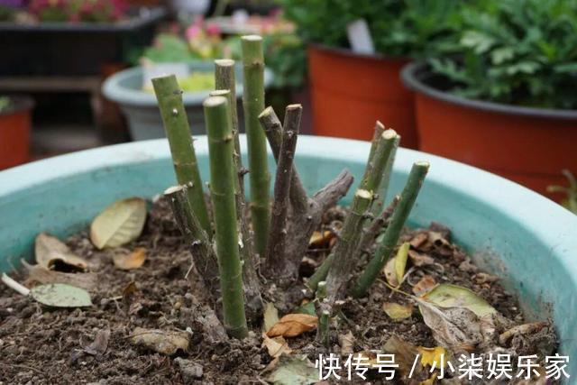 花苞|月季出现僵苗怎么办3个简单小方法,新芽花苞蹭蹭冒,开花99朵