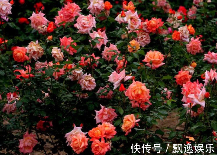 月季花养不好老花友教你两招，花开绚丽又大朵，越养花越大