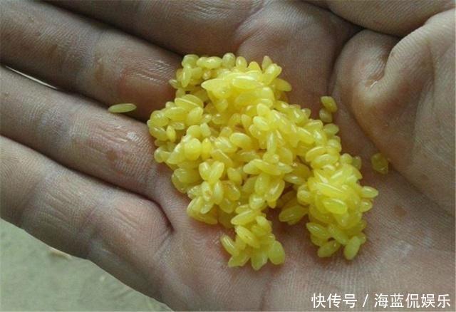 黄金搭档|黄豆粉钓鲫鱼有奇效,再配上酒米做窝料,夏季钓鲫鱼的黄金搭档