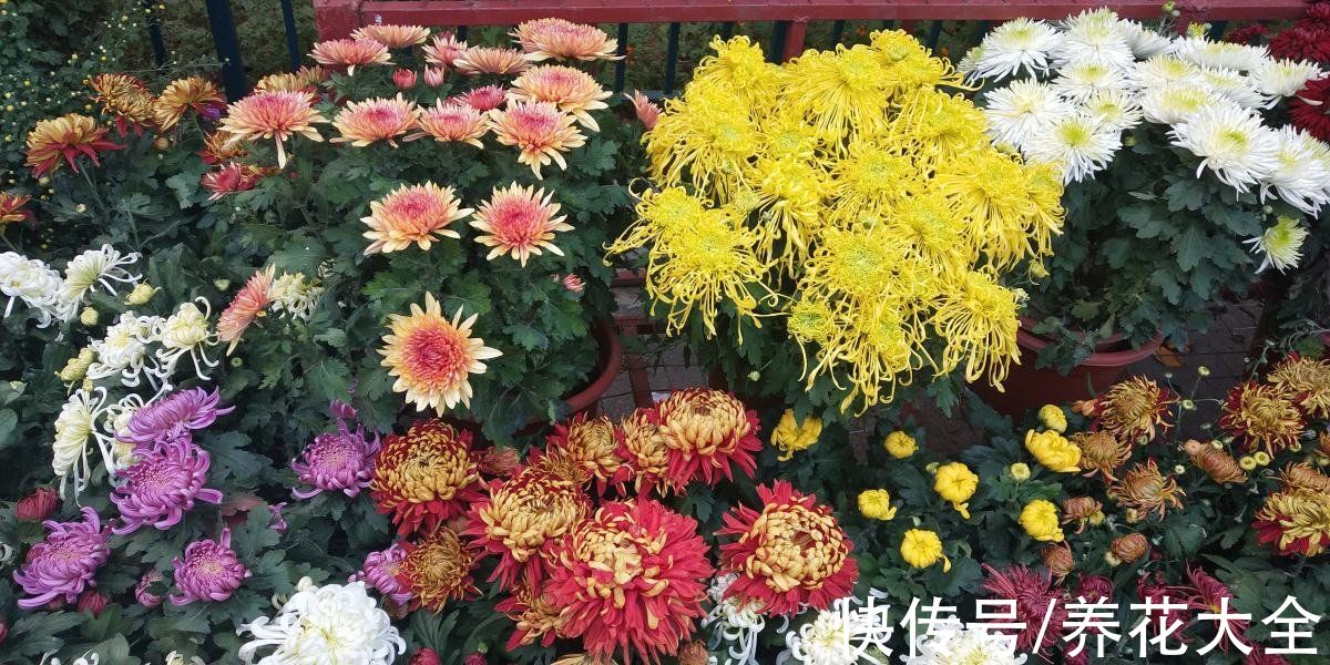 绣球花|中秋节一到，送礼太疯狂，不同的人适合送不同的花