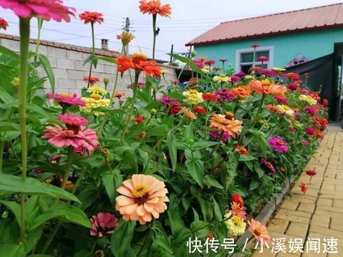 如果我有“院子”，一定种此5种花，五彩斑斓长成一片“花海”