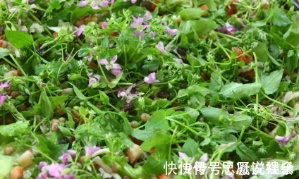 食用价值|农村一种常见野菜,农民总认为它是茼蒿,其实比茼蒿更为营养