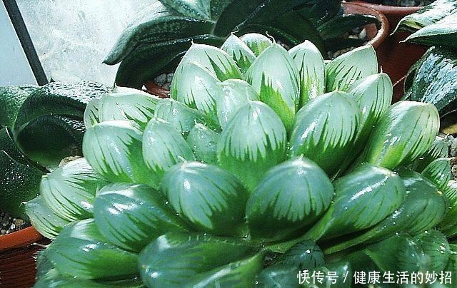 多肉玉露有4怕,塑料瓶扣3天,臭毛病全消失,美的像水晶!