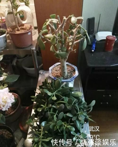 大腿|养了20年的玉树，杆子比大腿还粗，满树白花跟下雪了一样