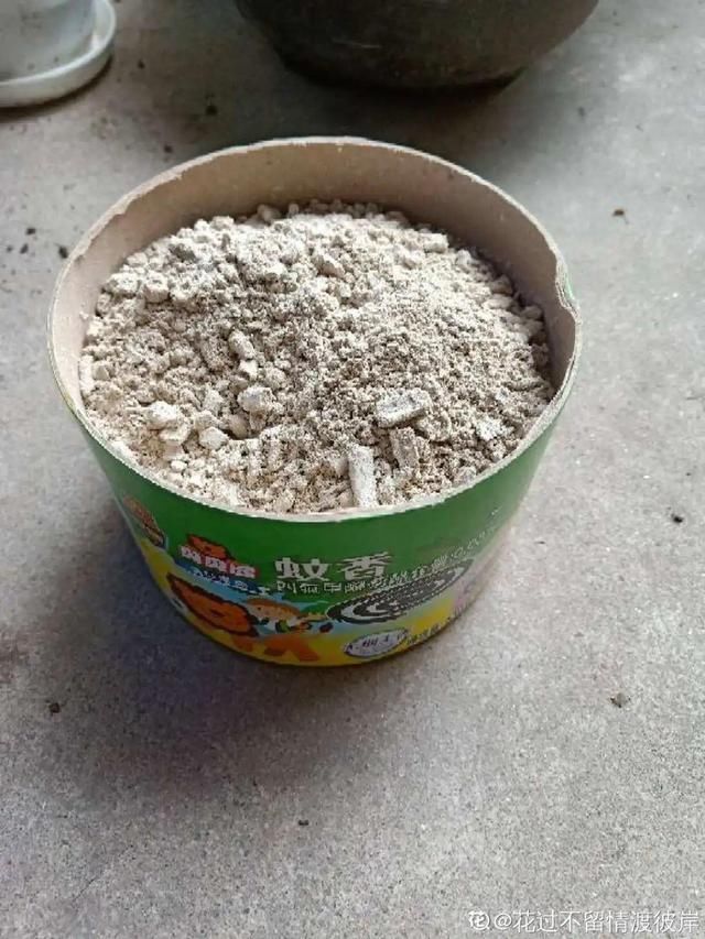 9种花真是老酒鬼,5天一小杯,叶子绿得像打蜡