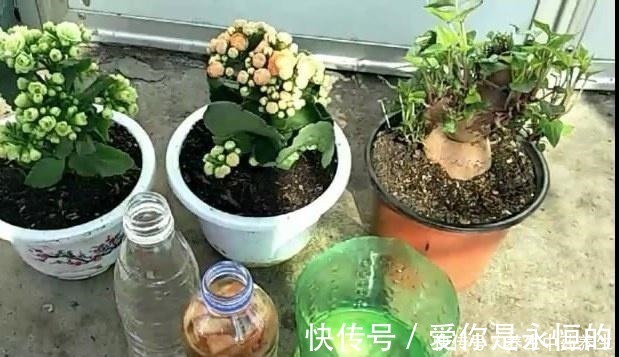 花儿|家里常扔的一种“皮”，水里泡一泡，浇花响当当，叶片肥壮花儿旺！