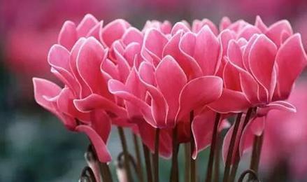 一品红|这8种花,冬天非但冻不死,还花开不断,挤满整个阳台!