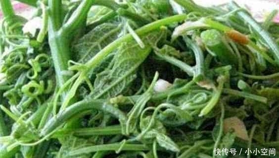 陟彼南山|它过了夏天吃不到,现在最好吃,纯天然无污染,再贵也要吃!