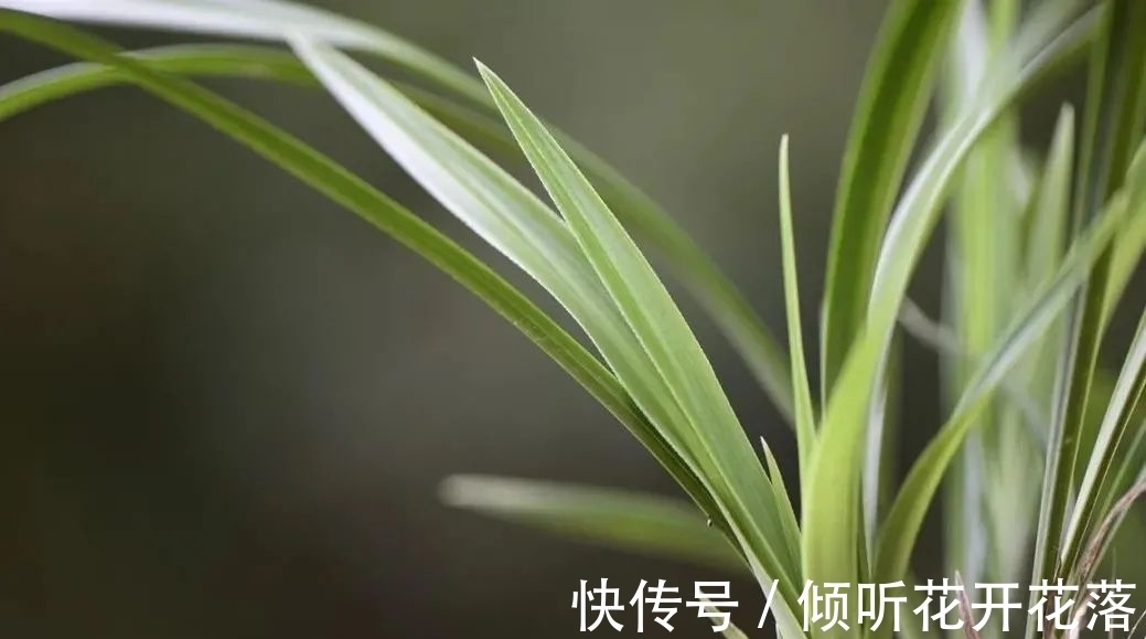 尿素在养兰花时,究竟有什么作用及用途