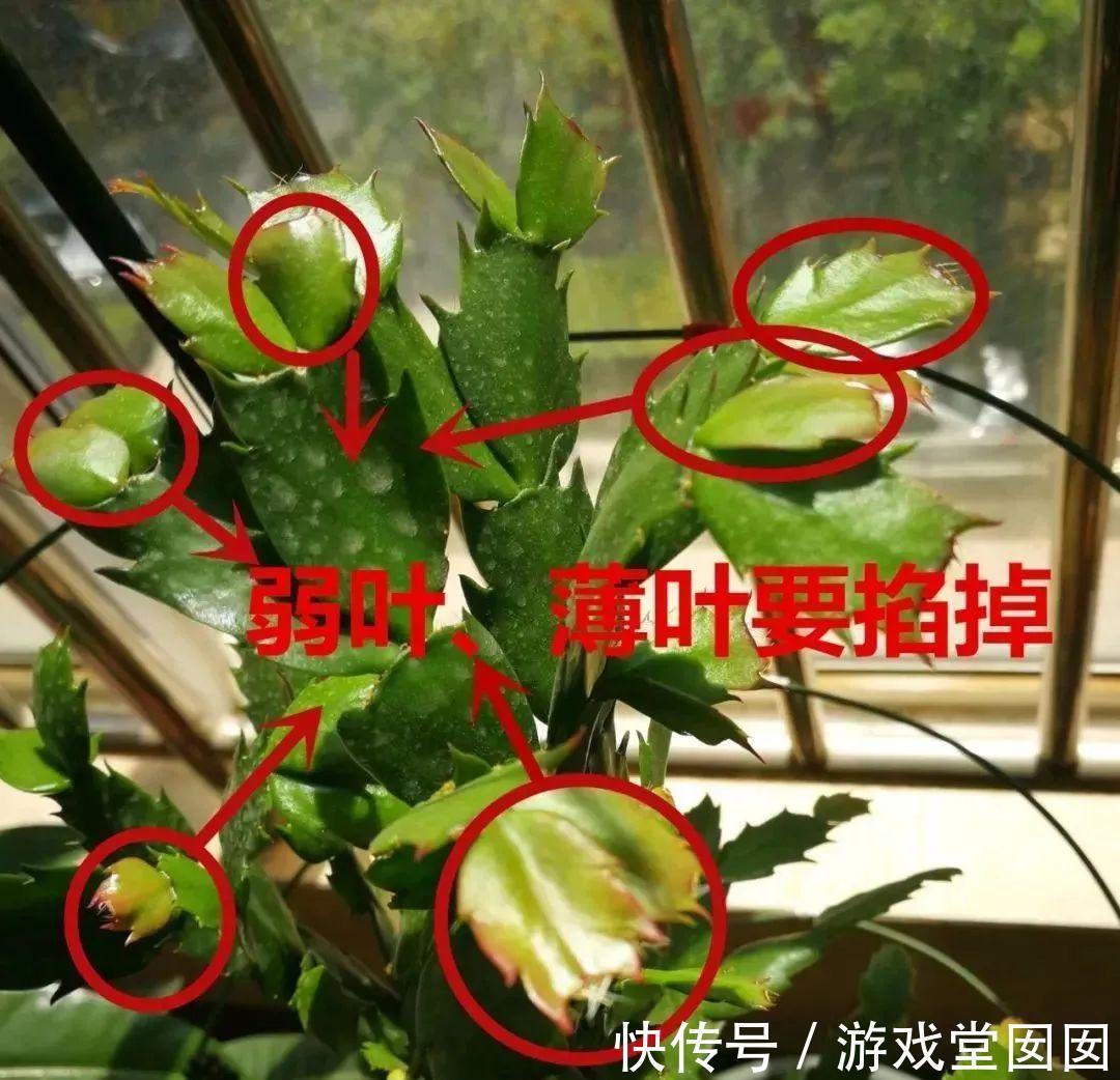 给花喷点它，叶片油绿茂密，花苞嘟噜噜冒出来