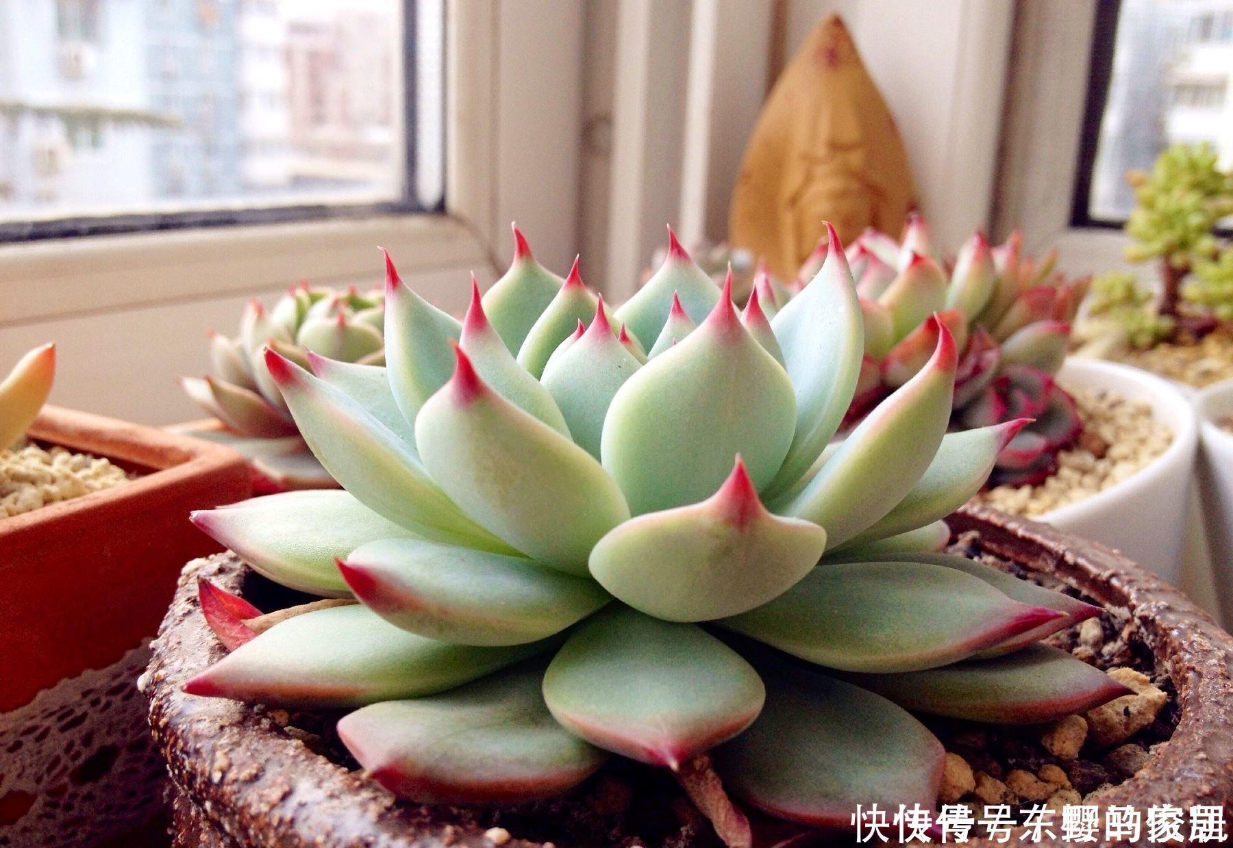 很好养活的3种“多肉”,养出群生养成老桩,真的很美