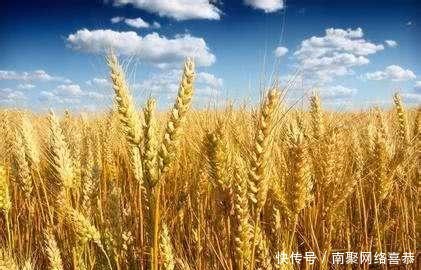 简单|几千年前的商朝都吃什么,稻谷和肉食?你想得太简单咯