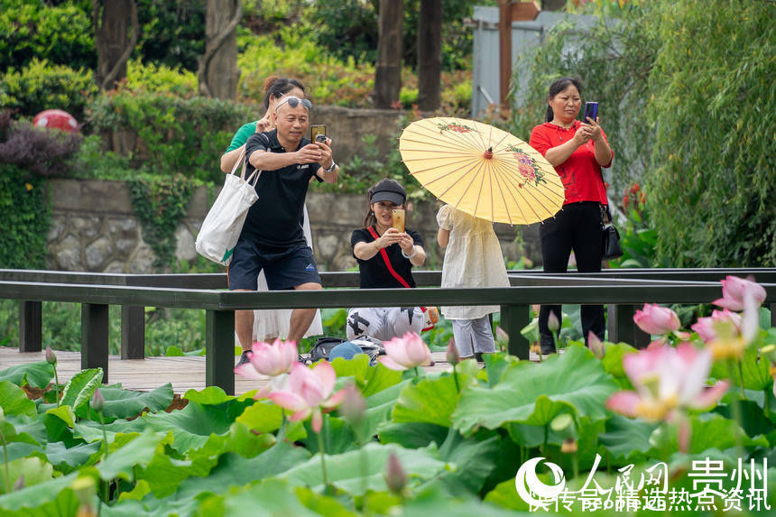 贵阳|贵阳白云：荷花盛开引客来