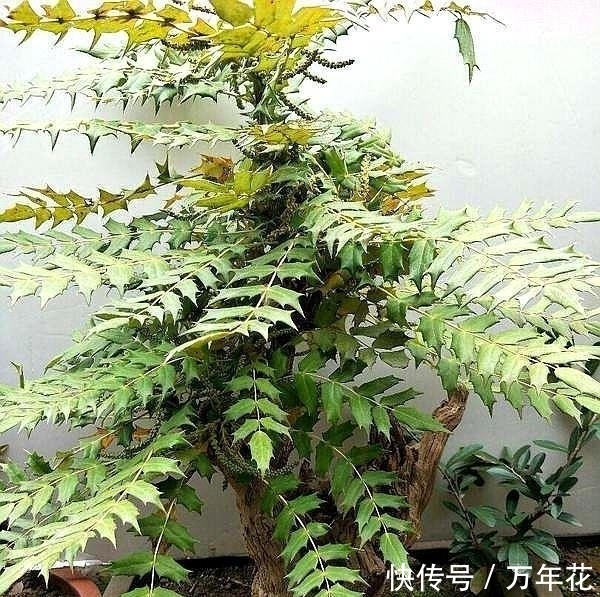 养花|这种“花”对人有“大功劳”,花朵一串串,是小感冒、痢疾大克星