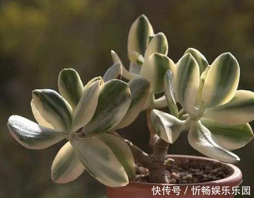 玉树|玉树生长缓慢怎么办教你3个小妙招,在家种植的玉树越长越旺盛