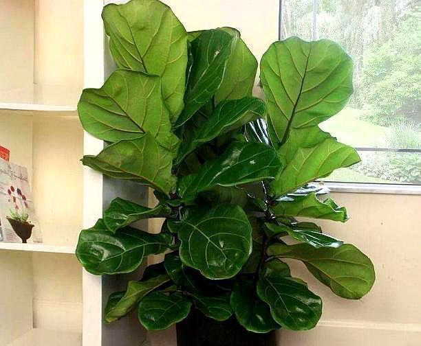 琴叶榕|这些“漂亮花”,7月不修剪,来年没花看,后悔一整年