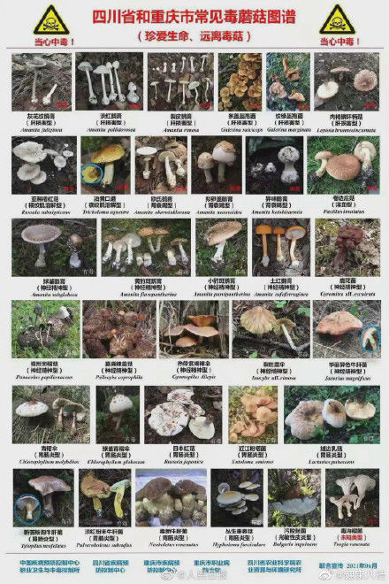 蘑菇|这些蘑菇都有毒：收好这份毒蘑菇图鉴