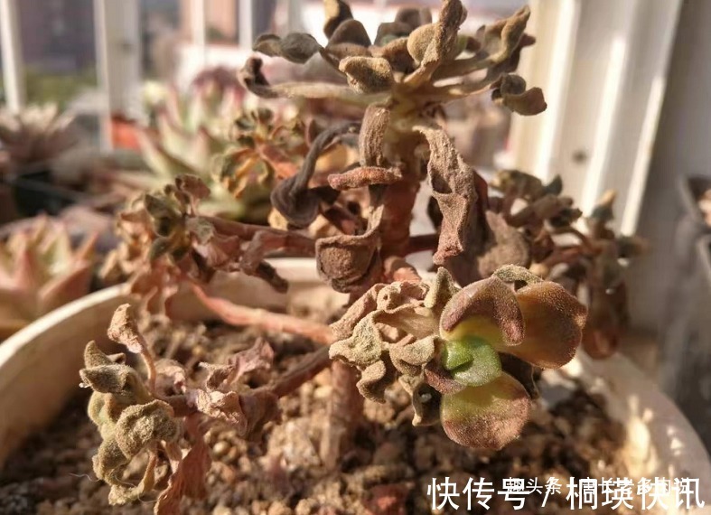 之前冻伤的多肉法师只剩下光杆子，现在给它重新换盆能活过来吗