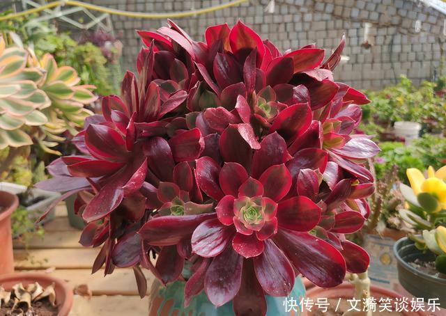 叶片|想让法师快“上色”?现在只需做“2步”,1周就能出状态