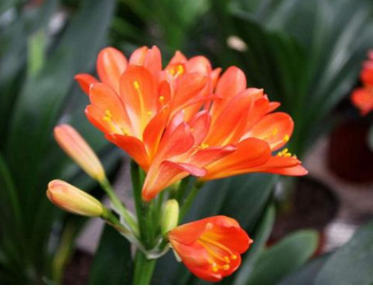 养花|想要养好君子兰,这一步不能少,做好了叶绿油亮,年年开花不断