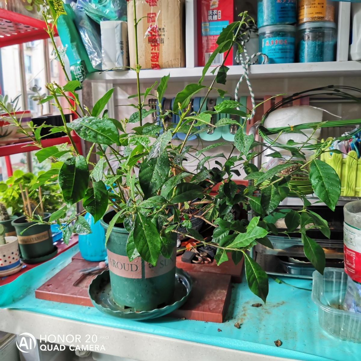 5种花现在别换盆，掉花落叶没商量，一不小心只剩光盆