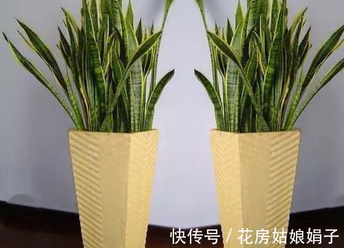 浇水|养虎皮兰，用6个简单的小技巧，1年能长2米高，开花满盆