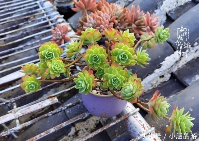 从一颗到500多盆，遇见多肉后，满眼全是你！