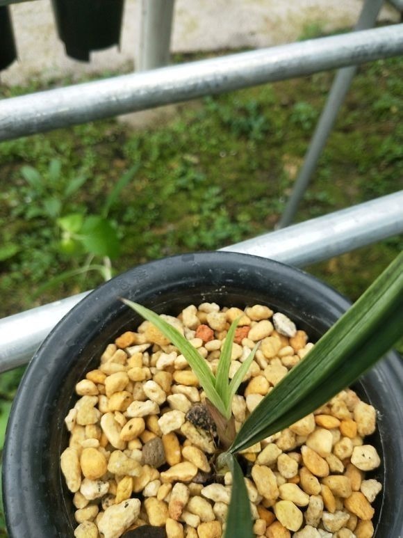 废料|秋天给兰花换盆，盆底垫层“废料”，蹭蹭长出大白根！