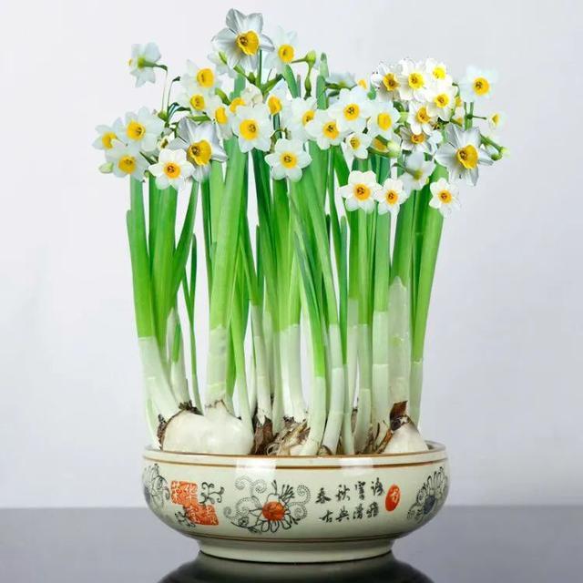 常见的20种有毒花草，有老人、小孩、宠物的家庭千万注意