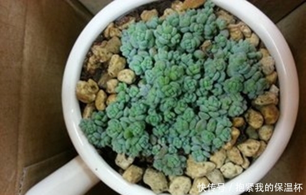 做好这些事，你家的多肉姬星美人不想爆盆，都难了！