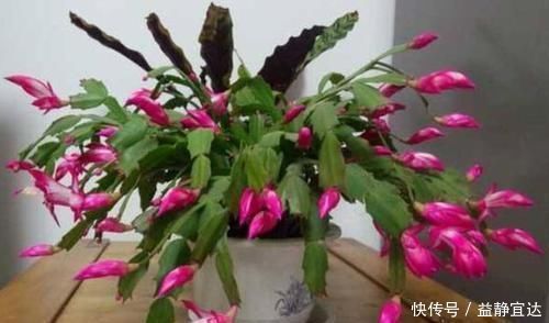 想让蟹爪兰长得好,就用上2种料,保准一年能够开花200多天