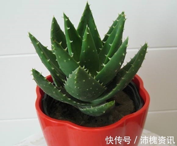 文竹文竹|如果连这几种花卉都养不活,那么我劝你,不要再养别的花了!