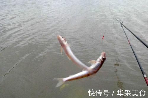 鱼种|长江中渐渐消失的鱼种,浑身棍子肉,俗称“船丁子”