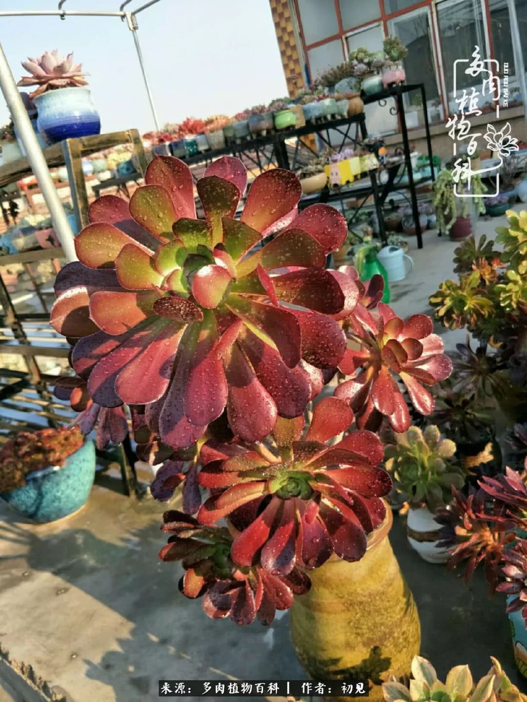 养多肉四周年,从初见到爱恋!幸福一直藏在浅薄的日子里!