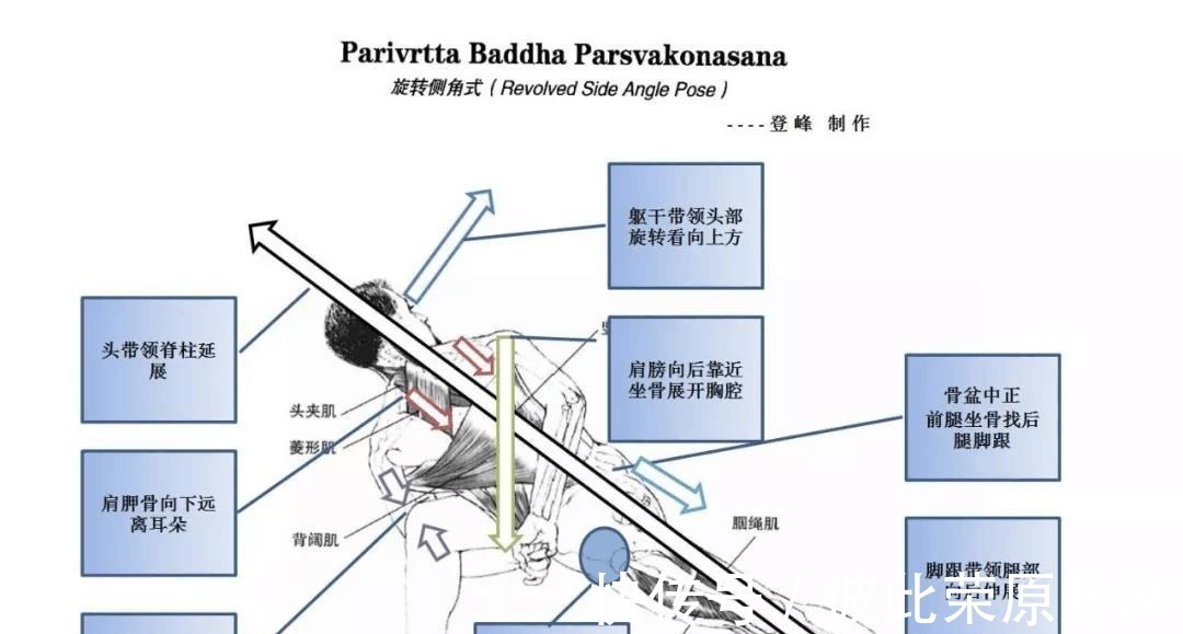 关节|瑜伽人须知的6个解剖学术语,附12个站立体式解剖图!