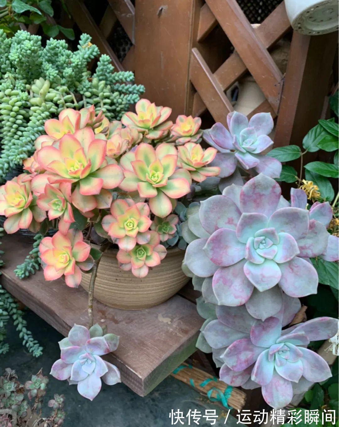 十几年的多肉“妖精”,自然老桩头,造型太美