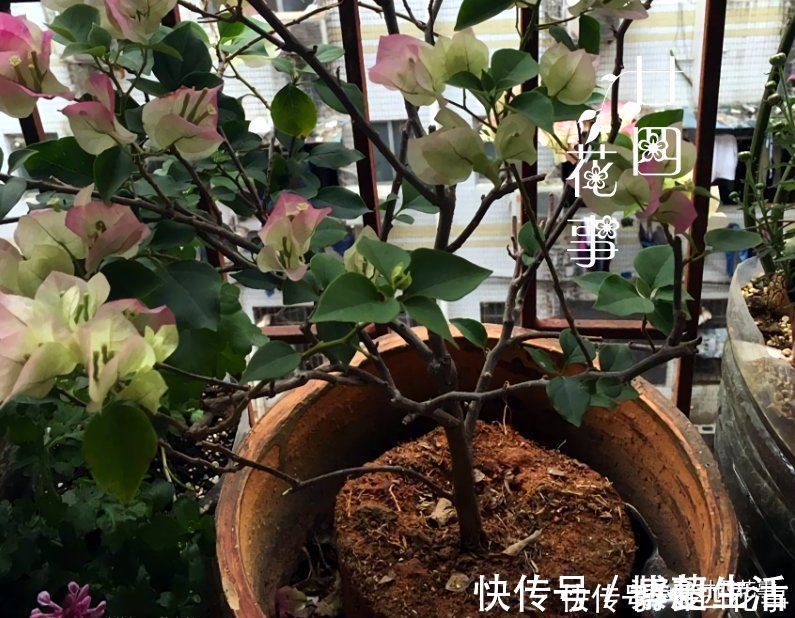 花盆|花贩子不小心说漏嘴的秘密:4种花再漂亮也别买,买了只会添堵
