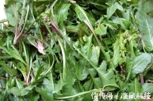 阳台上|天冷就吃这种“野菜”，种子撒一把，30天长成一盆