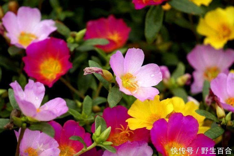 几种花堪称开花机器,365天都在开花,赏心悦目,你喜欢哪一种?