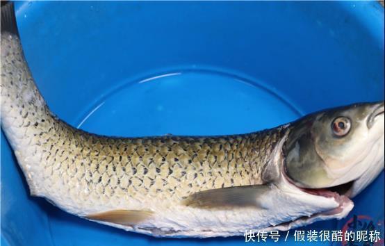 来源|摘除“鱼腥线”就是大错？这4个才是腥味来源，可惜懂的人太少了