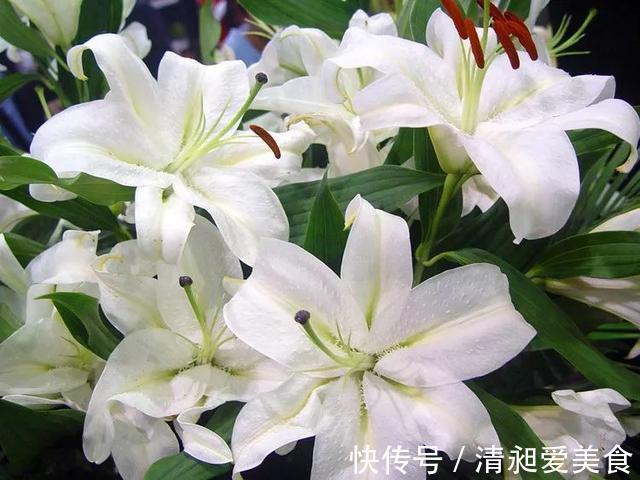 月季|三楼奶奶不让我在一楼种花，事情解决了，出乎意料的让人难受